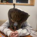 뽕
