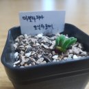 샤론다육 이미지