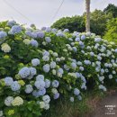 모퉁이마을경로당 | 제주 서귀포 서쪽 가볼만한 곳_안덕면 동광리 수국길 (제주 서쪽 수국 명소, 나만 알고 있는 줄...