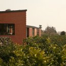 제주토끼 이미지