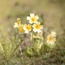 오늘의탄생화-(5월1일) 🌸 황화구륜초(카우스립, Cowslip) 이미지