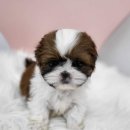 몽냥몽냥 이미지