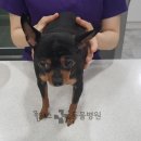 해운대플러스동물병원 이미지