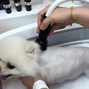 멍데이(meongday) | 우리 강아지 미용할 때마다 스트레스 폭발하는 그 기분
