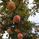 부귀면세동보건진료소 이미지