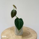 멜라노크리섬 삽목하는 날 | Philodendron melanochrysum