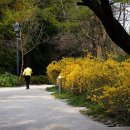 벚꽃주택 이미지