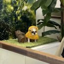 샤방하개 이미지