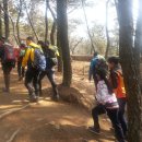 라벤데리아 이미지