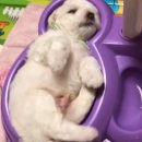 댕댕이# 이미지