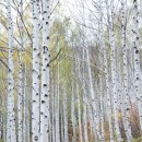 수비면 | 영양가볼만한곳 자작나무숲 전기차 대기장소 탑승방법 비용 카페자작 방문후기