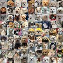 신도림동물병원 | 신도림동물병원, 5년동안 보호자님이 봄날을 찾아오는 2가지 이유