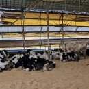 상하 금성목장 이미지