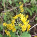 사간의향기 이미지