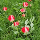 경인운하 아라뱃길 탐방 : 정서진과 아라타워, 드림파크야생화단지, 계양아라온(수향원) 이미지