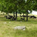 까망흑염소농장 이미지