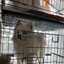 강남애니동물병원 이미지