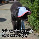 노견 눈 보호 아소비진 바나썬캡 착용 이유와 솔직 후기