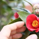 장평포로수용소 이미지