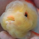 홍백농장 이미지