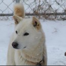 진도개영농조합 이미지