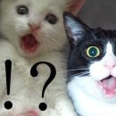 강서구-30 이미지