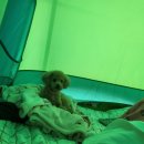 몽비쥬 펫살롱 이미지