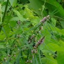 오봉사지부도 이미지