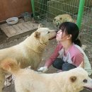 빗질해줄개 이미지