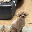 슈가멍 이미지