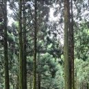 붉은오름자연휴양림3 이미지