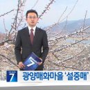 광양매화축제가 끝났는데도 지금도 개화가 안된 축제