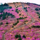 4월 9일 토요당일 -＜블랙야크100+＞- 마산 무학산+대곡산 진달래꽃 신청안내(28인승) 이미지