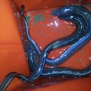 바다&장어 이미지