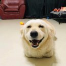 행복한댕댕이 이미지