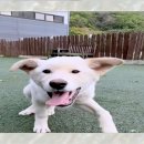 강아지 천국 이미지