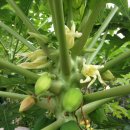 파우파우 이미지