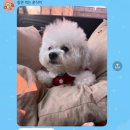 그래요