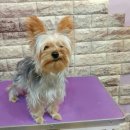 단추펫살롱 이미지