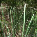 속새의 효능 (Equisetum hyemale L) 이미지