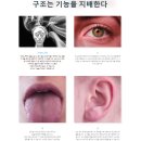 두골비