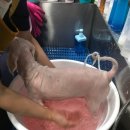 계룡애견 이미지