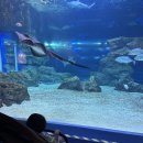 주차15 | 수원 아기랑 가볼만한 곳 광교아쿠아리움 아쿠아플레넷 주차 할인 공연 15개월 아기랑 방문 후기