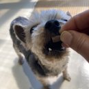 룰루랄라 애견미용실 이미지