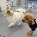 에덴 애견 유치원 호텔 이미지