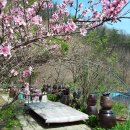 복숭아꽃 살구꽃 이미지