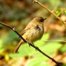 자연의 소리 이미지