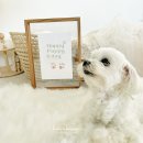 고마워, 강아지 | 강아지 발도장 카드 (고마워하루) 후기