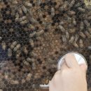 벌떼축산 이미지