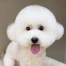 강남펫살롱 이미지